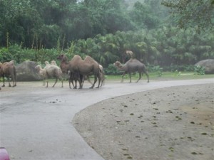 Animimal Safari - Camel Traffic Jam