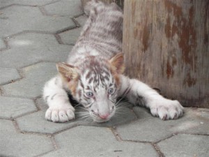 Baby White Tiger