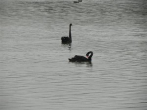 Black Swan