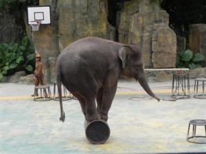 Elephent Show