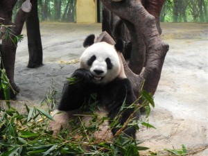 Giant Panda