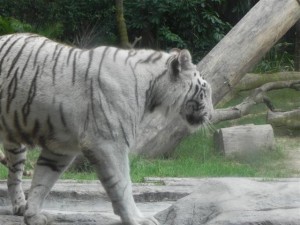 White Tiger